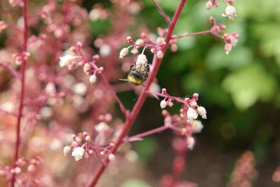 Close-up of bee on pink flowers