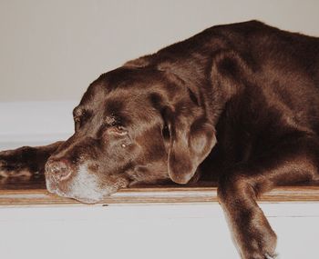 Dog lying on bed