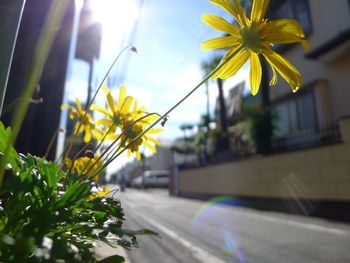 Close-up of yellow flowers