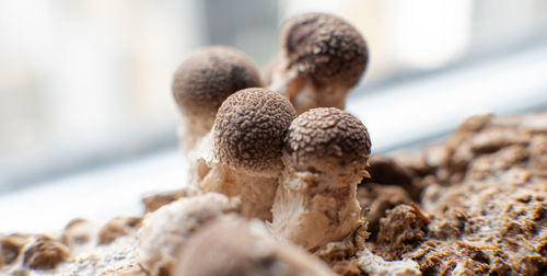 Close-up of mushrooms on table