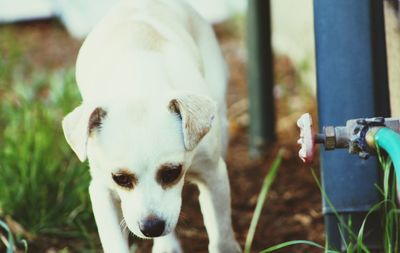 Close-up of dog walking on field