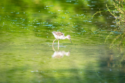 Bird in a lake