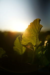 Close-up of leaf against sky