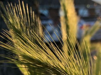 Close-up of wheat growing on field