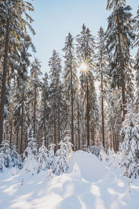 Trees on snow covered landscape