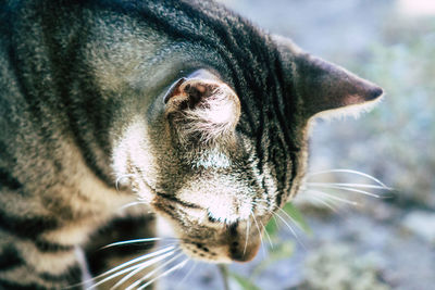 Close-up of a cat