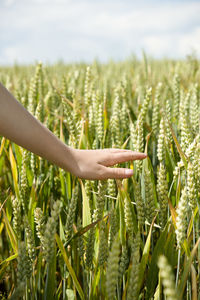 Hand above green wheat