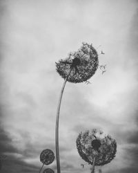 Low angle view of insect on flower against sky