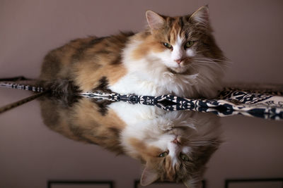 Close-up portrait of a cat