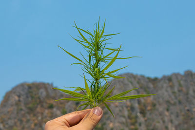 Person holding plant