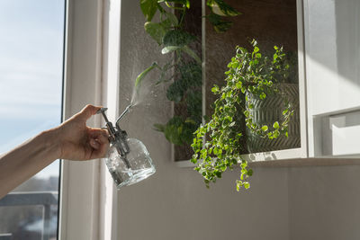 Woman spraying ficus pumila houseplant, using sprayer, moisturizes air surround leaves at home