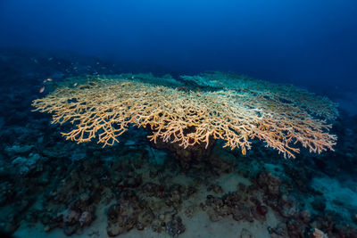 View of fish underwater