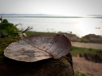 Close-up of dry leaf on land against sky