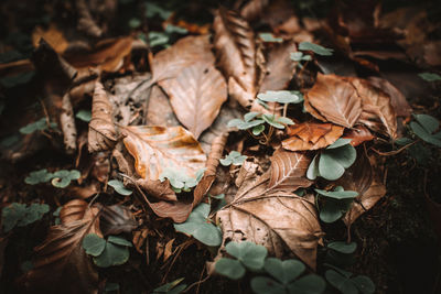 High angle view of dry leaves on field