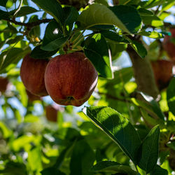 Close-up of apple growing on tree