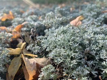 Close-up of flowering plant leaves on land