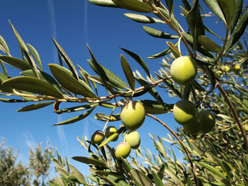 Low angle view of olives on tree
