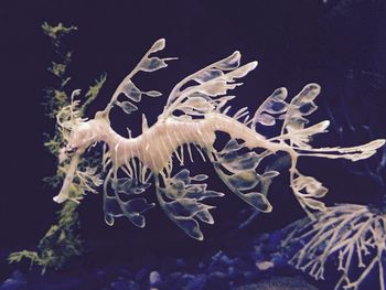 Close-up of coral swimming in sea