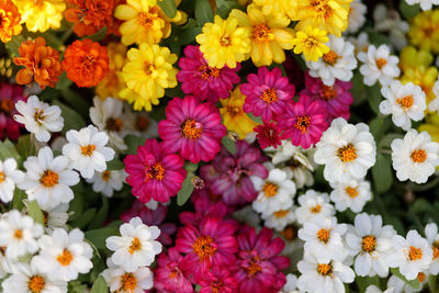 High angle view of pink flowering plants