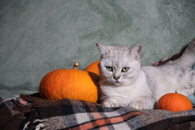 Gray scottish kitten on a plaid blanket on a sofa surrounded by orange pumpkins