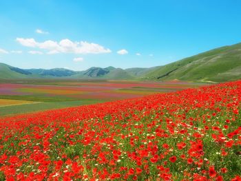 Scenic view of flowering plants on field against sky