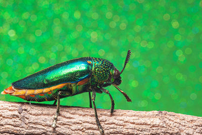 Close-up of insect on leaf