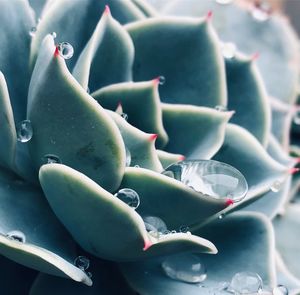 Close-up of wet succulent plant