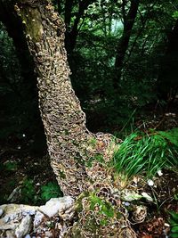 View of tree trunk in forest