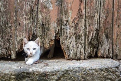 Portrait of cat on wood