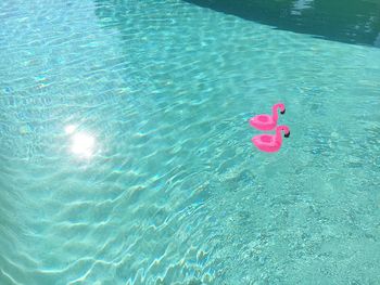 High angle view of pink floating on water