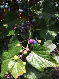 Close-up of grapes growing on tree