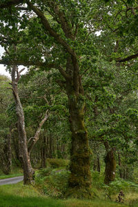 Trees in park