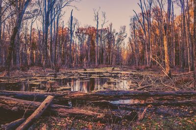 Bare trees in forest