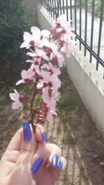 Close-up of hand holding pink flowers