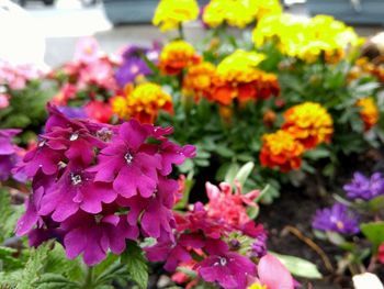 Close-up of pink flowers