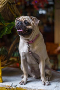 Close-up of a dog looking away