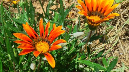 High angle view of orange flowering plants on field