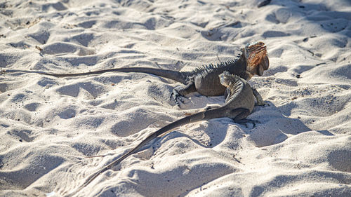 Close-up of lizard on sand at beach