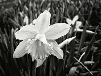 Close-up of white flowering plant on field