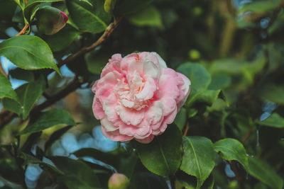 Close-up of pink flower blooming, berlin botanical gardens 