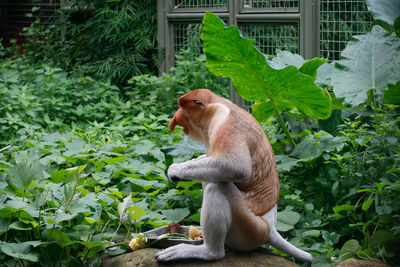 Monkey sitting on plants