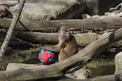 Monkey with ball sitting on rock