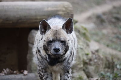 Close-up of a hyena