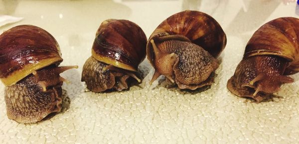 High angle view of shells on table