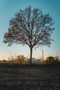 Bare tree on field against sky