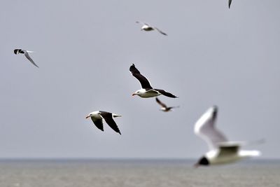 Seagulls flying over sea against clear sky