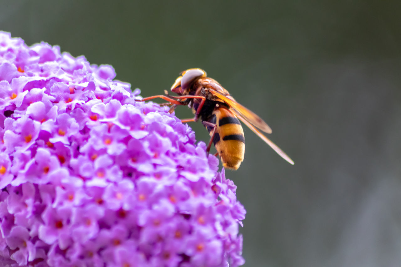 CLOSE-UP OF HONEY BEE POLLINATING ON PURPLE FLOWER