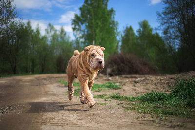 View of dog walking on road