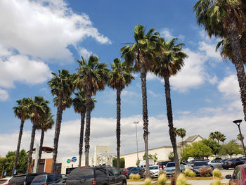 Palm trees against sky