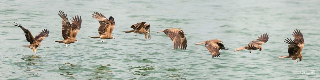 View of birds in pond